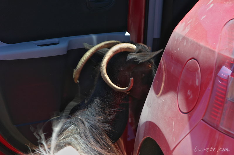 Козы на парковке - обычное явление