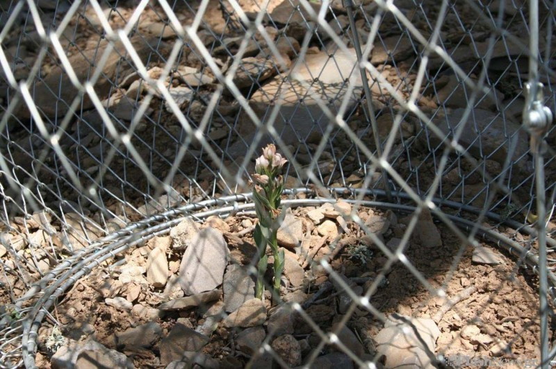 Пыльцеголовник Клобучковый - редкое растение, произрастающее только на Крите