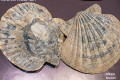 Огромная коллекция окаменелостей, собранная на Псилоритеit