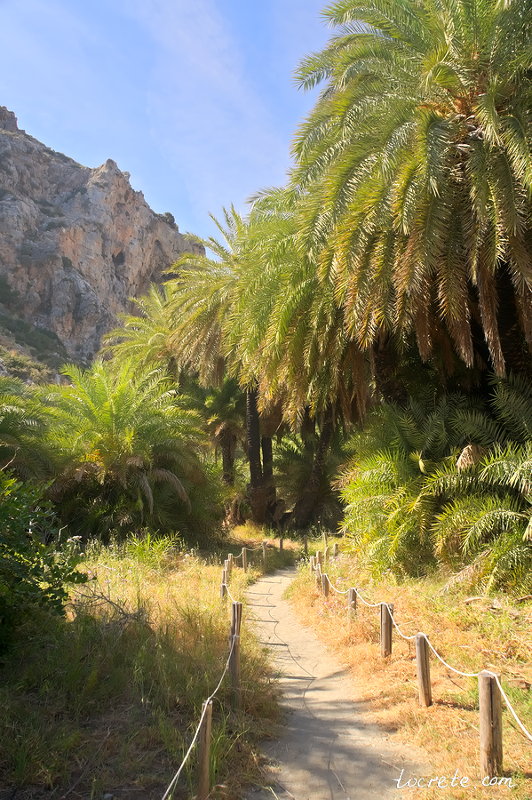 Пальмовый лес Превели на Крите Достопримечательности Крита | Что посмотреть в первый раз