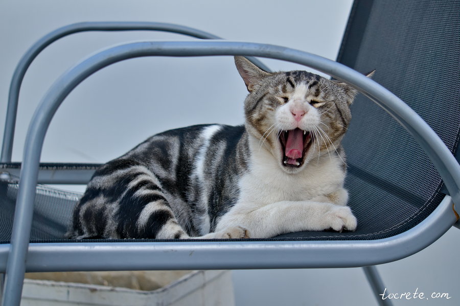 Критский кот, ну или кошка :)