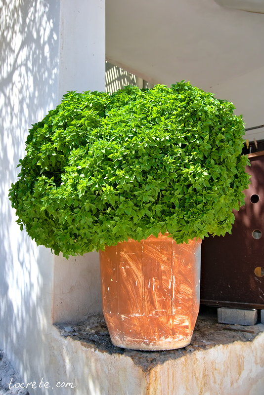 Агия Марина (Agia Marina, Айя Марина). Греция, остров Крит Агия Марина (Agia Marina, Айя Марина). Греция, остров Крит