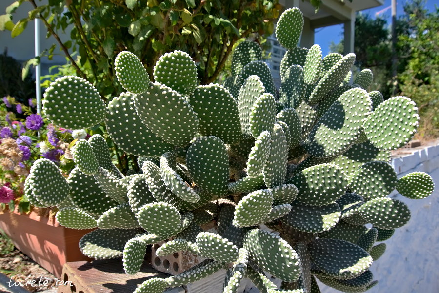 Агия Марина (Айия Марина). Греция, остров Крит Агия Марина (Айия Марина). Греция, остров Крит