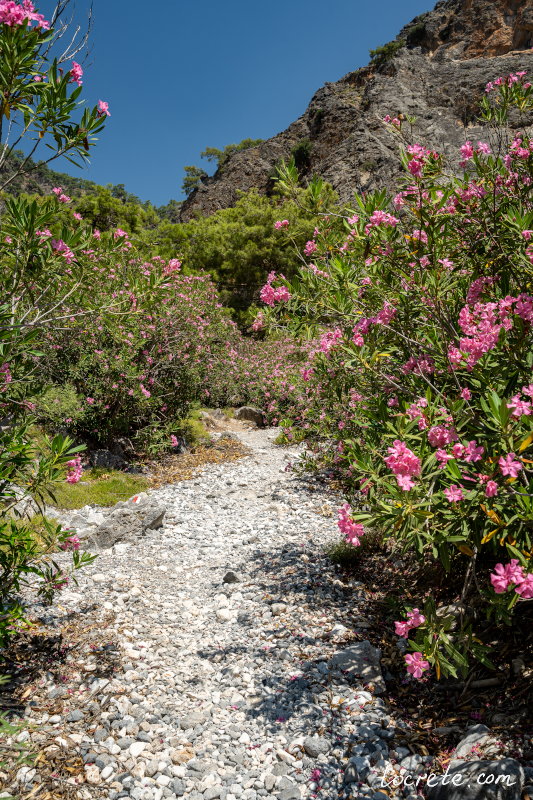 Олеандры в ущелье Арадена Олеандры в ущелье Арадена