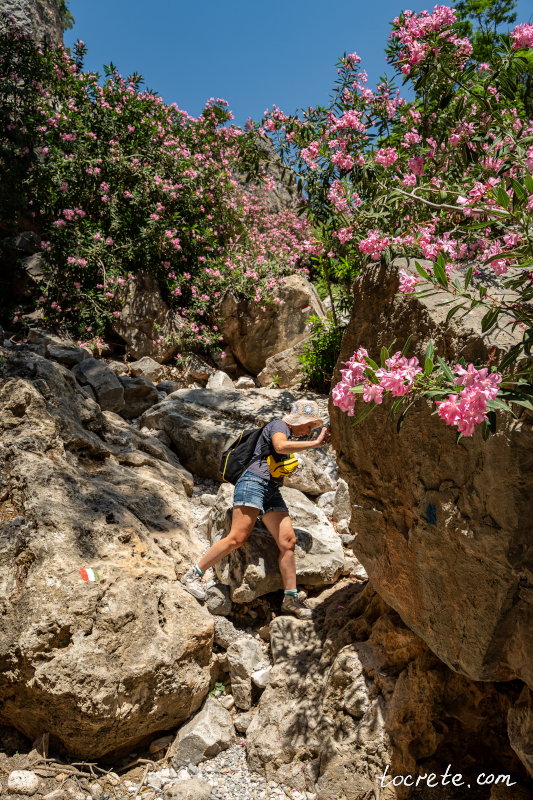 Олеандры в Араденском каньоне Олеандры в Араденском каньоне