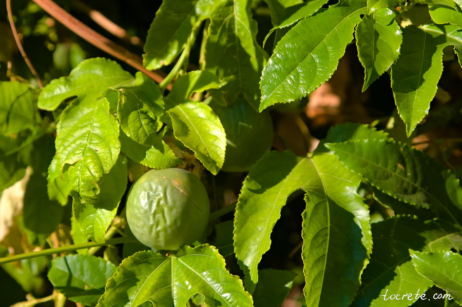 Ботанический сад на Крите. Как растёт маракуйя Ботанический сад на Крите. Как растёт маракуйя