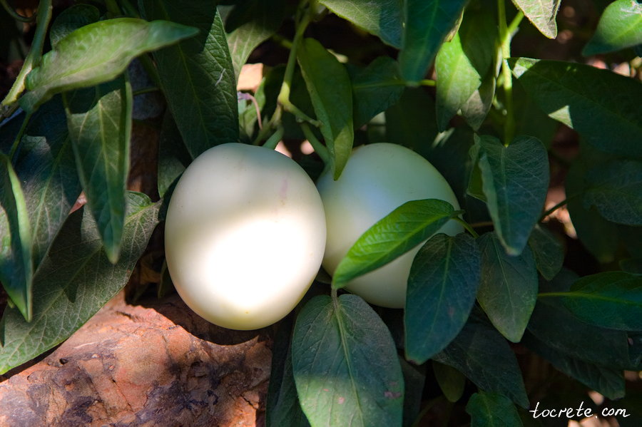 Ботанический сад на Крите. Как растёт пепино Ботанический сад на Крите. Как растёт пепино