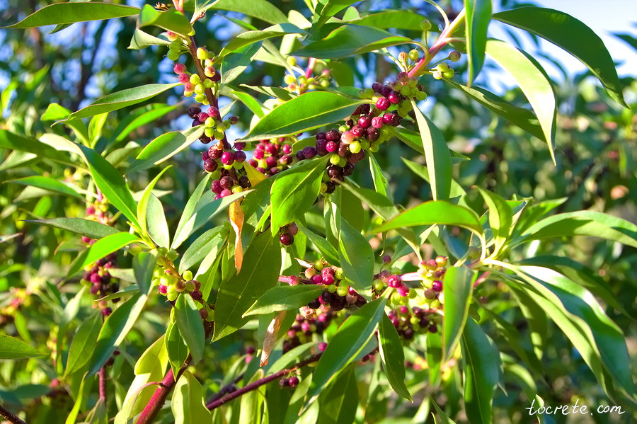 Ботанический сад на Крите. Как растёт Бразильское перечное дерево Ботанический сад на Крите. Как растёт Бразильское перечное дерево