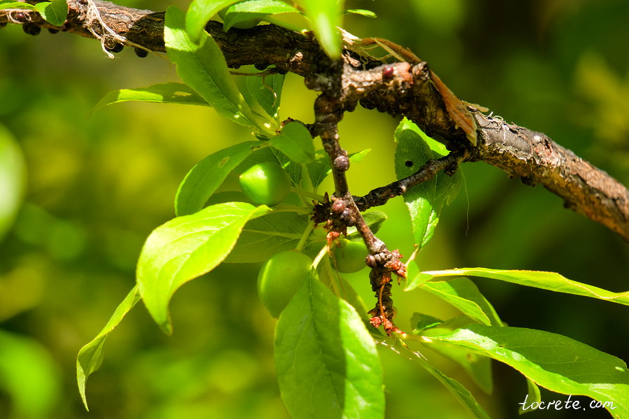 Ботанический сад на Крите. Фисташковое дерево Ботанический сад на Крите. Фисташковое дерево