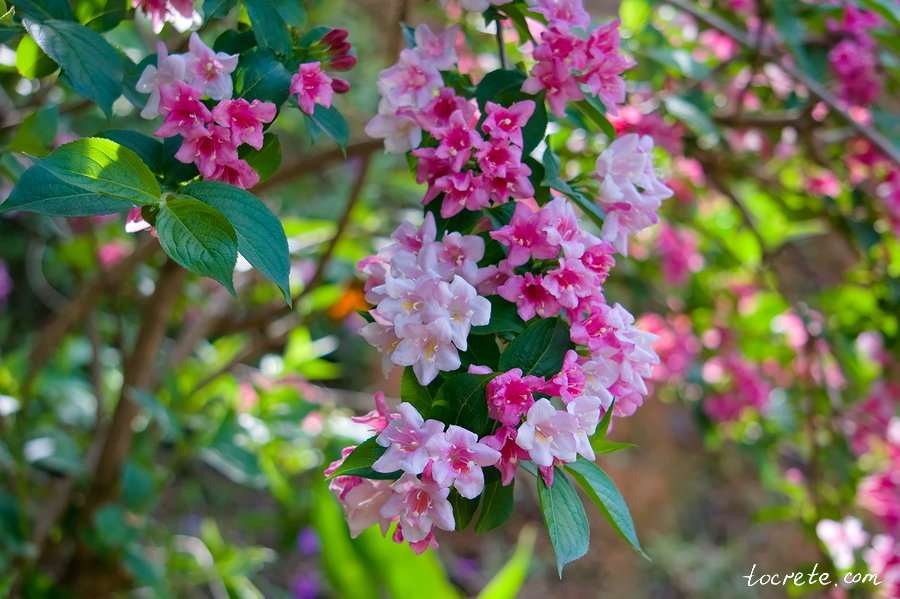 Ботанический сад на Крите Ботанический сад на Крите