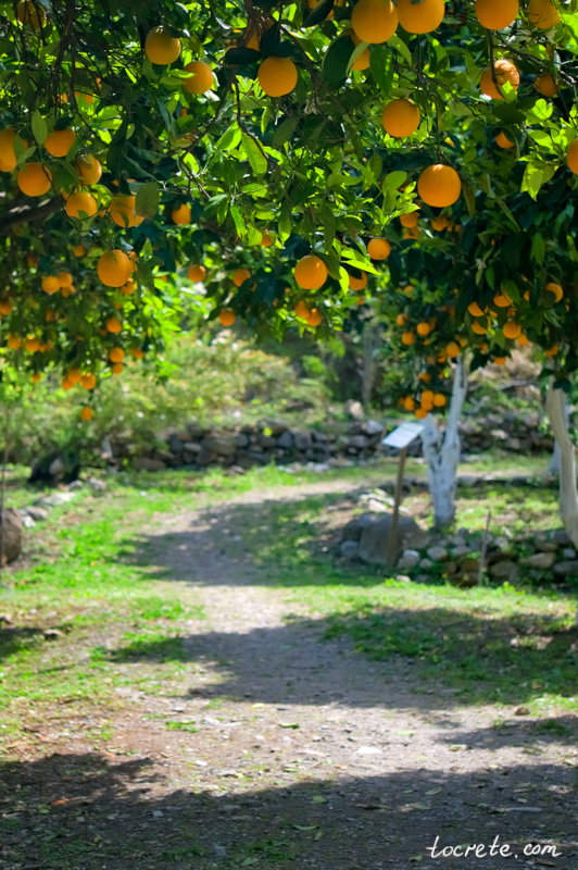 Ботанический сад на Крите Ботанический сад на Крите