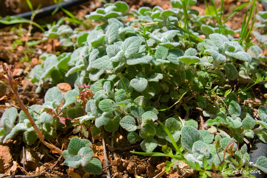 Ботанический парк на Крите. Диктамос (Душица Критская) Ботанический парк на Крите. Диктамос (Душица Критская)
