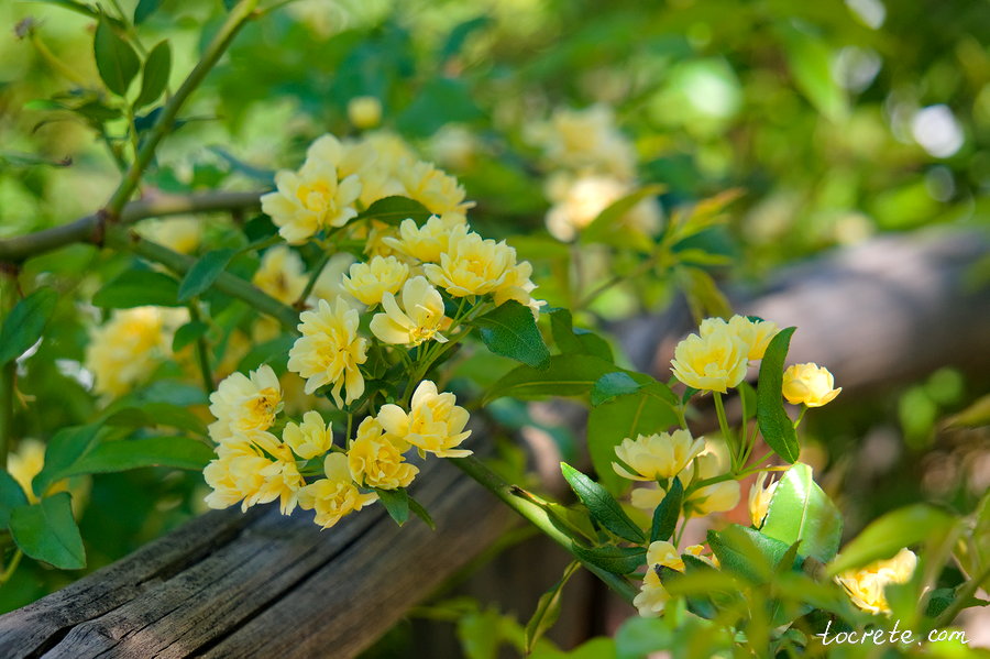 Ботанический сад на Крите Ботанический сад на Крите