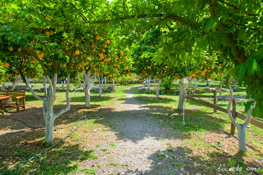 Ботанический сад на Крите Ботанический сад на Крите