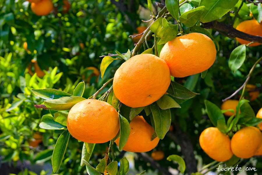 Ботанический сад на Крите Ботанический сад на Крите