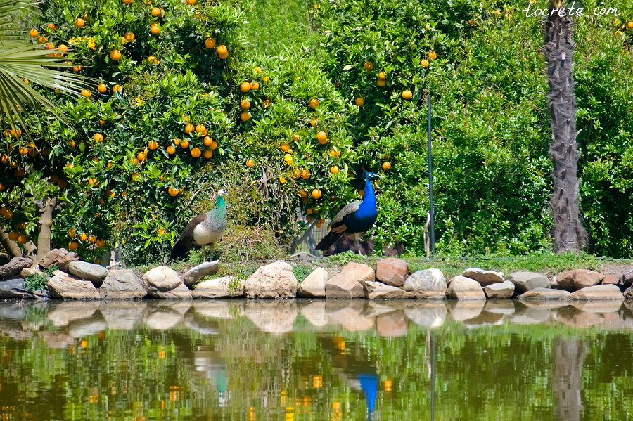Ботанический сад на Крите. Павлины у озера Ботанический сад на Крите. Павлины у озера