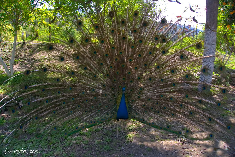 Ботанический сад на Крите. Павлин Ботанический сад на Крите. Павлин