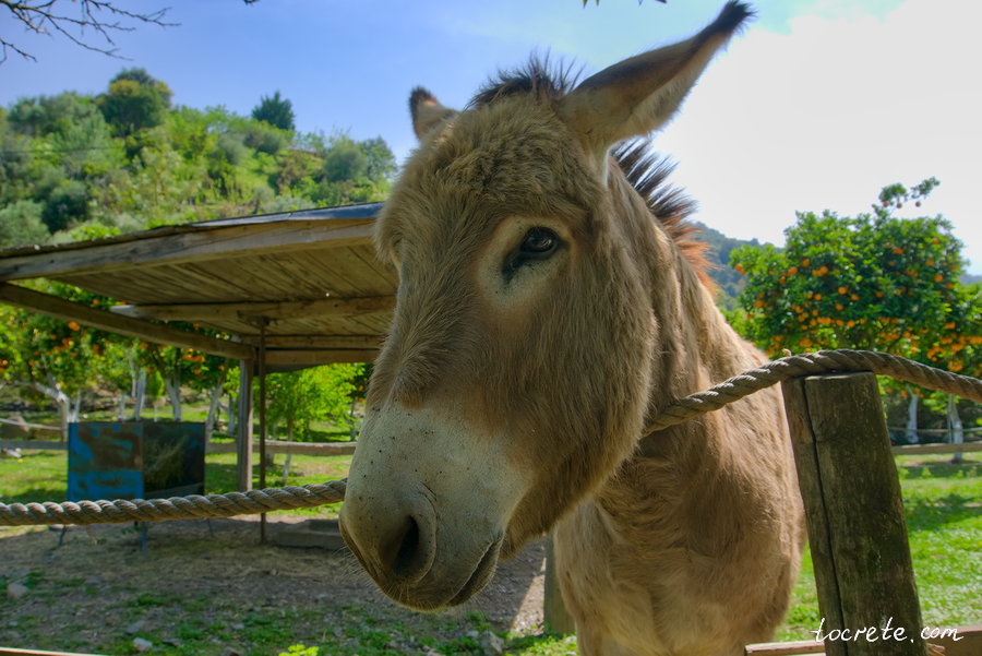 Ботанический парк на Крите Ботанический парк на Крите