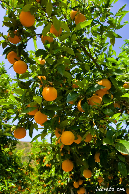 Ботанический сад (Ботанический парк) Ботанический сад (Ботанический парк)