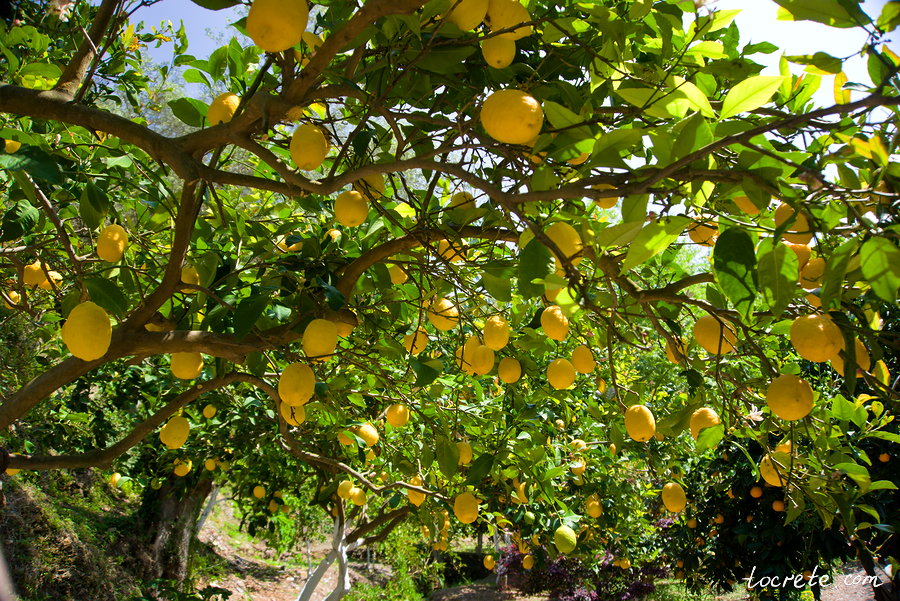 Ботанический сад на Крите Ботанический сад на Крите