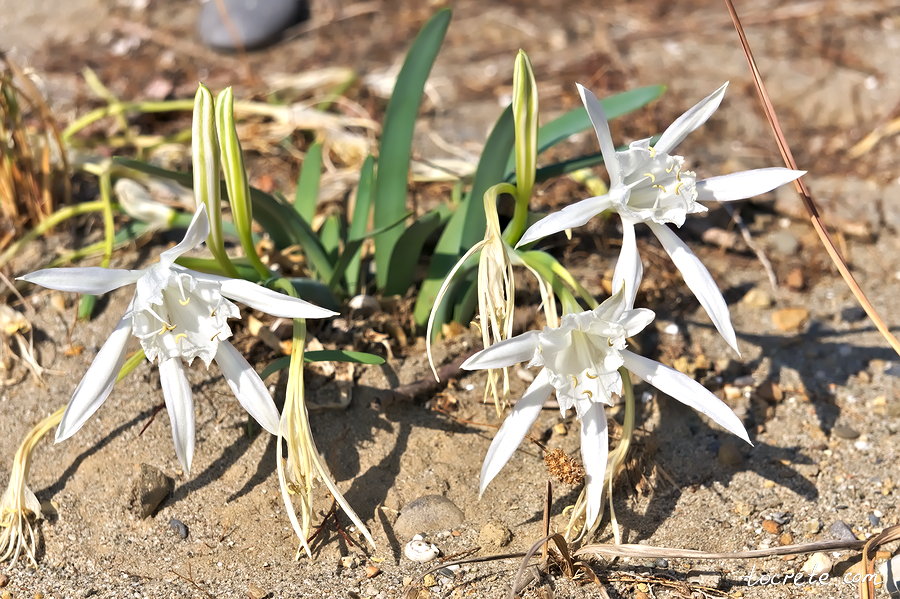Элафониси Элафониси