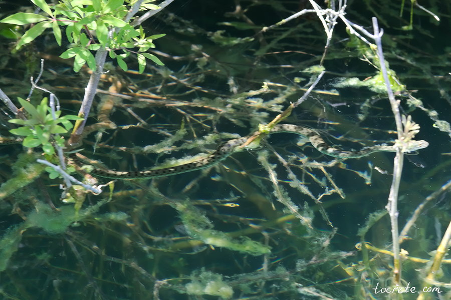 Озеро Курнас (Озеро Курна) Озеро Курнас (Озеро Курна)