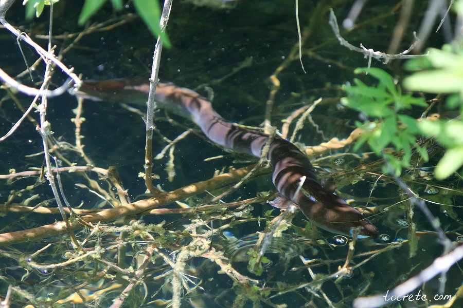 Озеро Курнас (Озеро Курна) Озеро Курнас (Озеро Курна)