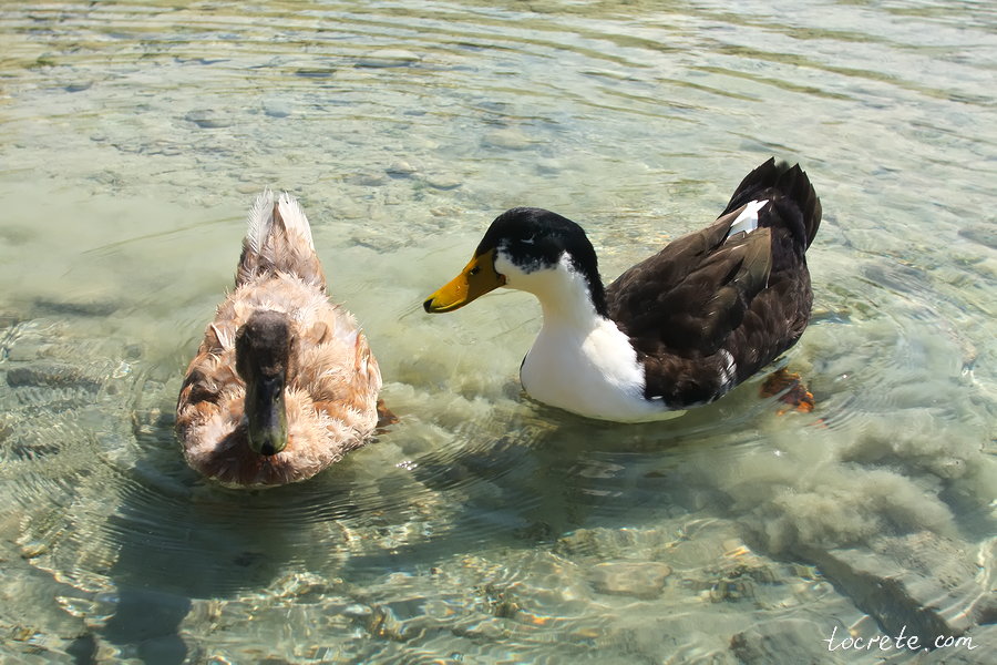 Озеро Курнас (Озеро Курна) Озеро Курнас (Озеро Курна)