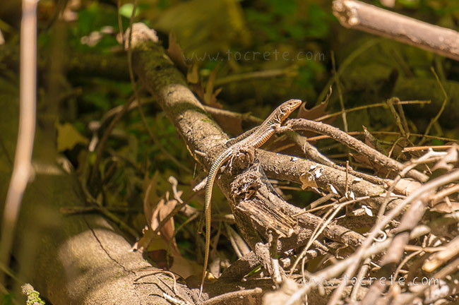 Ящерица в ущелье Борьяна. Крит Ящерица в ущелье Борьяна. Крит