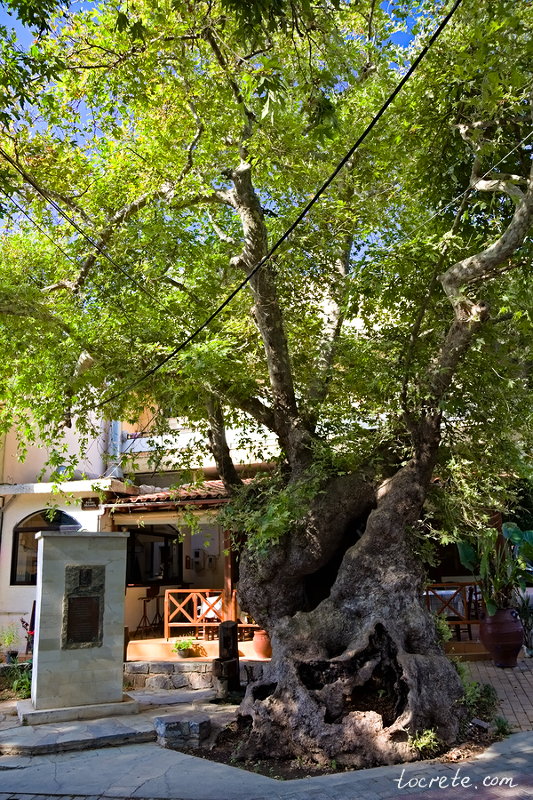 Старый платан в Фоделе Старый платан в Фоделе