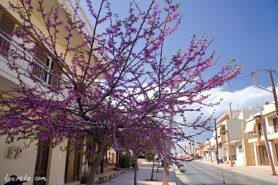 Малия (Малья) Малия (Малья)