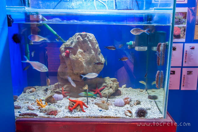 Аквариум и центр спасения рептилий в Херсониссосе Аквариум и центр спасения рептилий в Херсониссосе