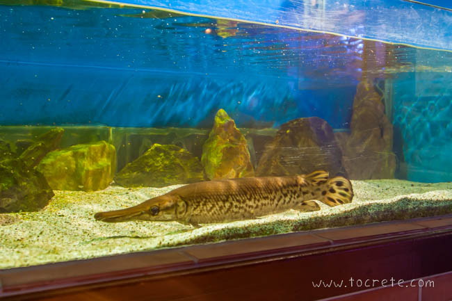 Аквариум и центр спасения рептилий Aquaworld на Крите. Херсониссос Аквариум и центр спасения рептилий Aquaworld на Крите. Херсониссос