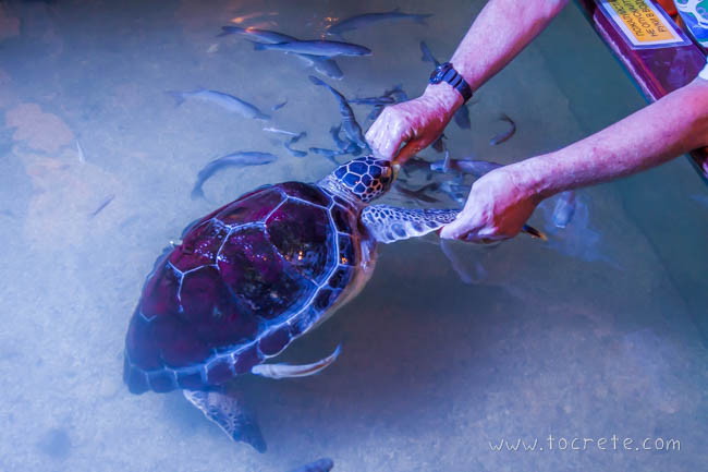 Черепаха Стефания Черепаха Стефания