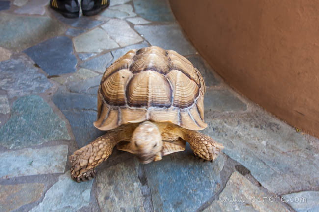 Шпороносная черепаха Шпороносная черепаха