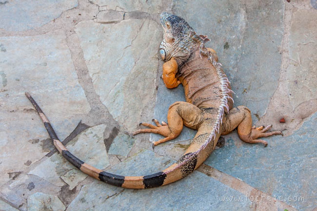 Игуана. Крит Игуана. Крит