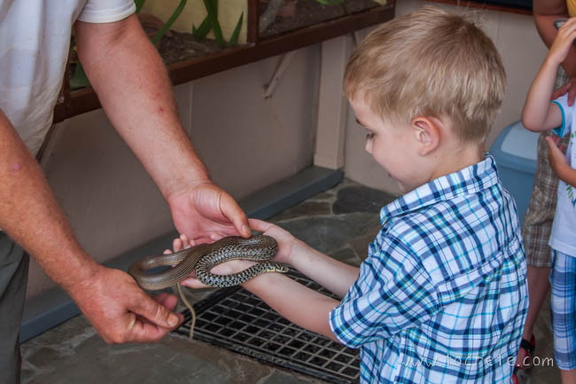 Балканский полоз. Крит Балканский полоз. Крит