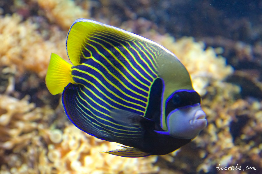 Критский Аквариум Критский Аквариум