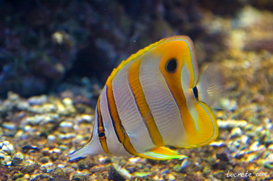 Критский Аквариум Критский Аквариум