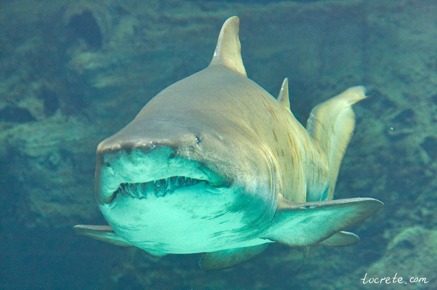 Критский Аквариум Критский Аквариум