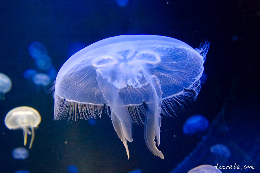 Критский Аквариум Критский Аквариум