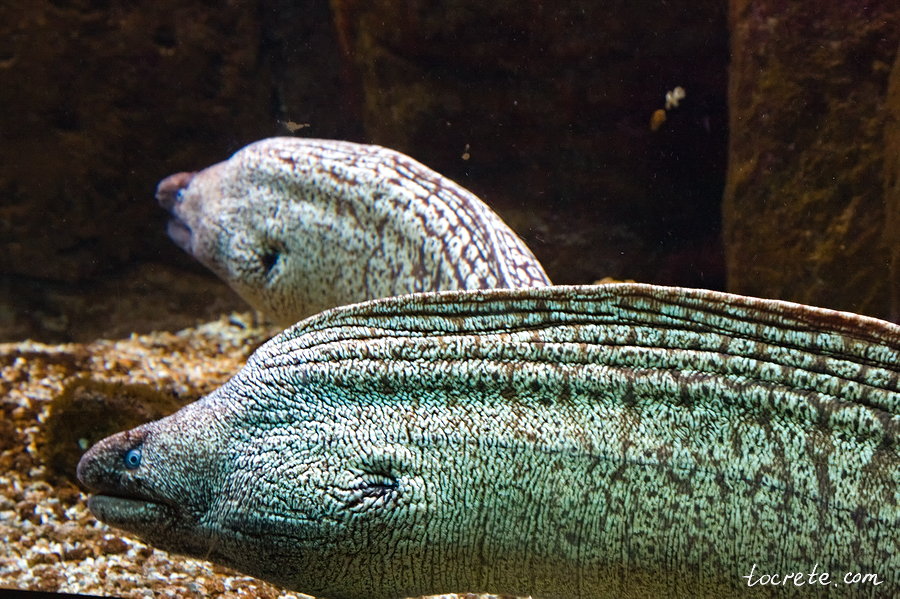 Критский Аквариум Критский Аквариум