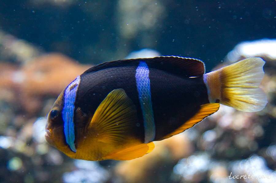 Критский Аквариум Критский Аквариум