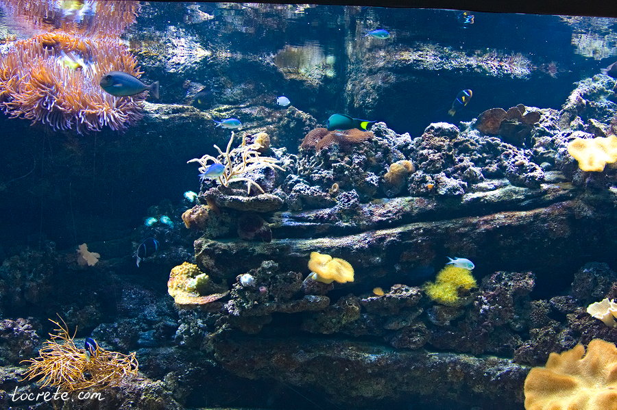 Критский Аквариум Критский Аквариум