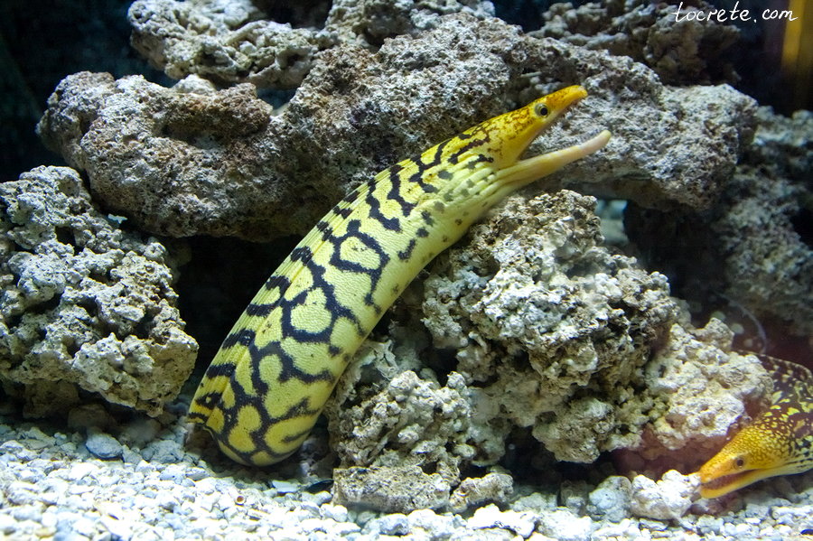 Критский Аквариум Критский Аквариум