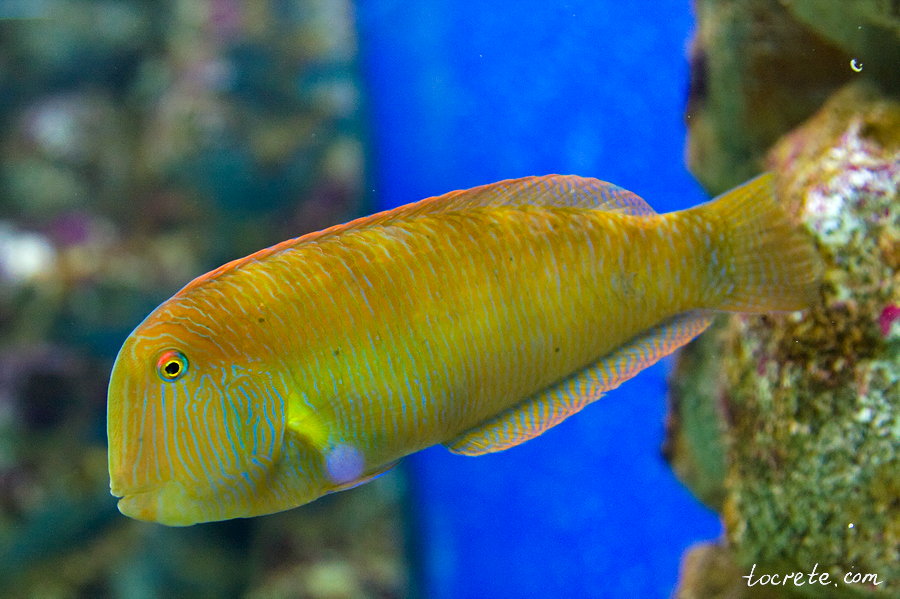 Критский Аквариум Критский Аквариум