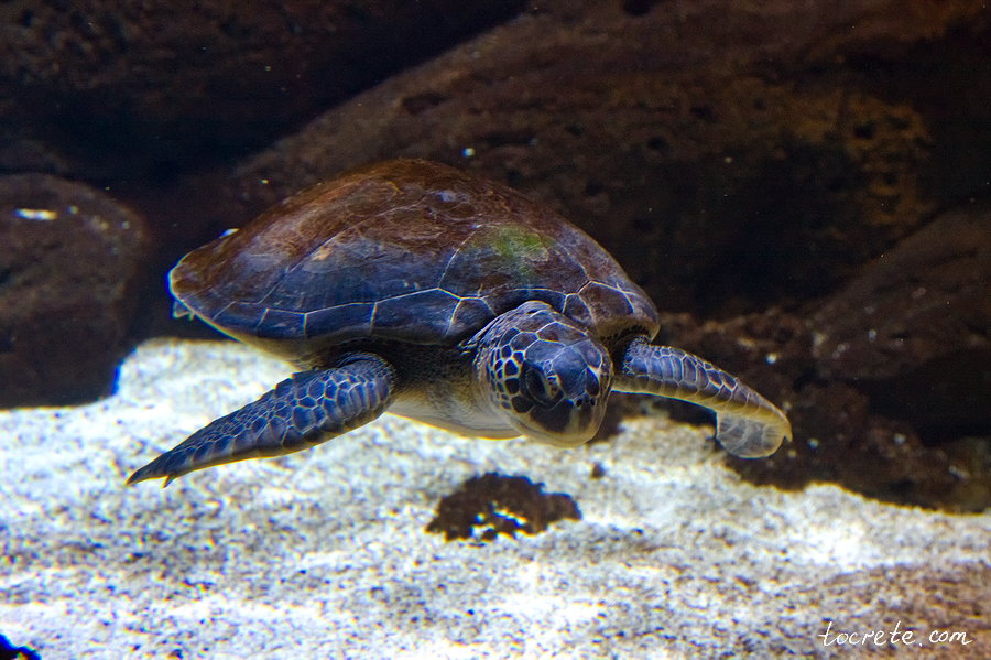 Критский Аквариум Критский Аквариум