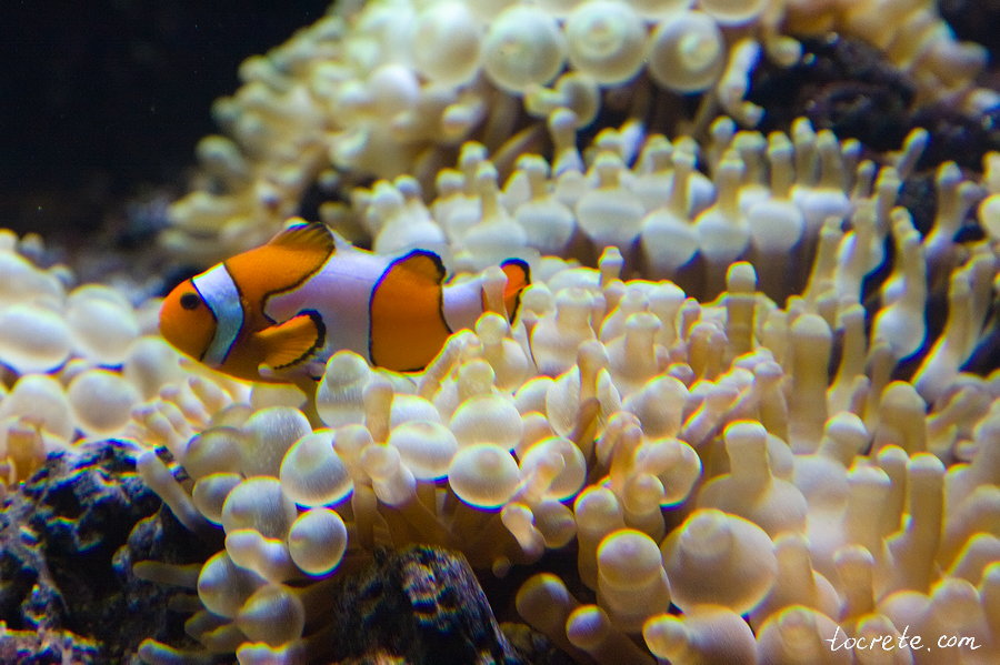 Критский Аквариум Критский Аквариум