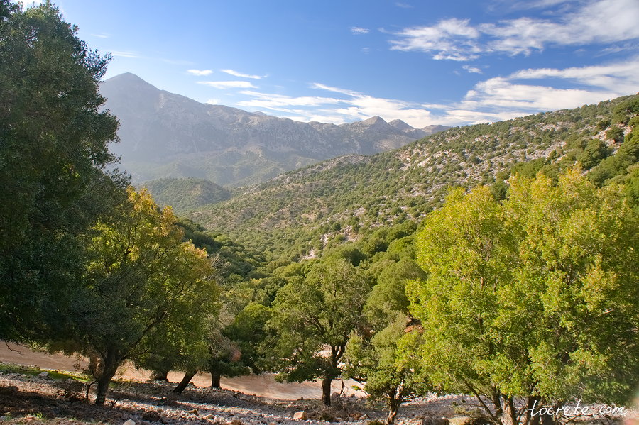 Лес Рувас (Δάσος Ρούβα, Rouvas Forest) Лес Рувас (Δάσος Ρούβα, Rouvas Forest)