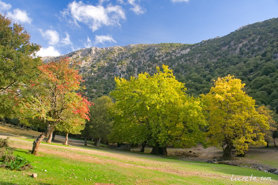 Лес тысячелетних деревьев Рувас Лес тысячелетних деревьев Рувас